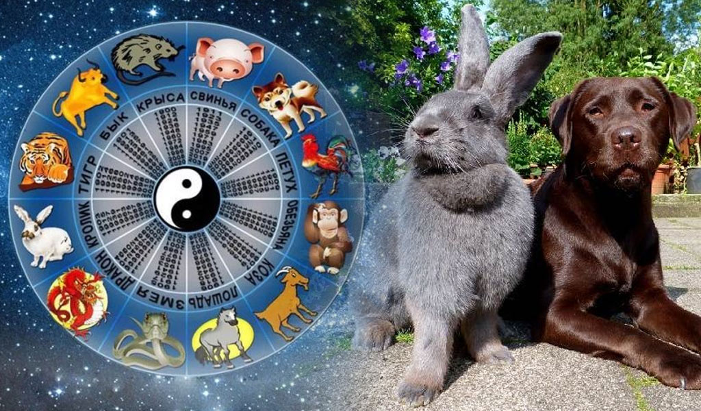 Гороскоп для рожденных в год Собаки на 2023 год Кролика