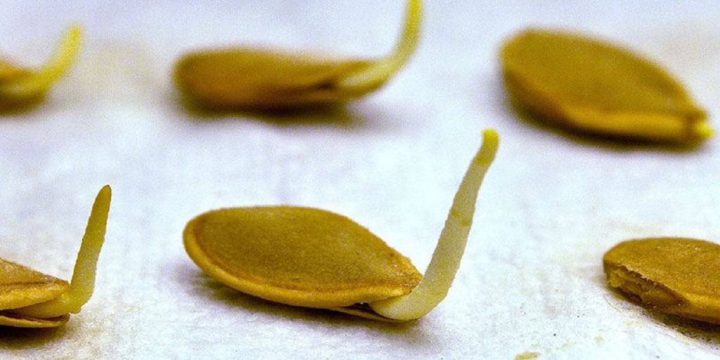 Проросшие семена кабачка