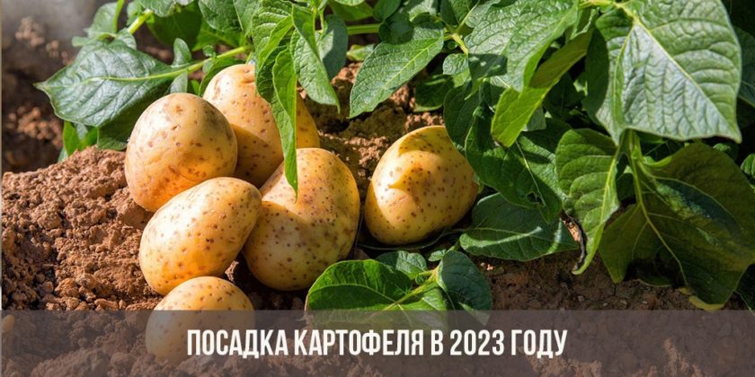 Посадка картофеля в 2023 году