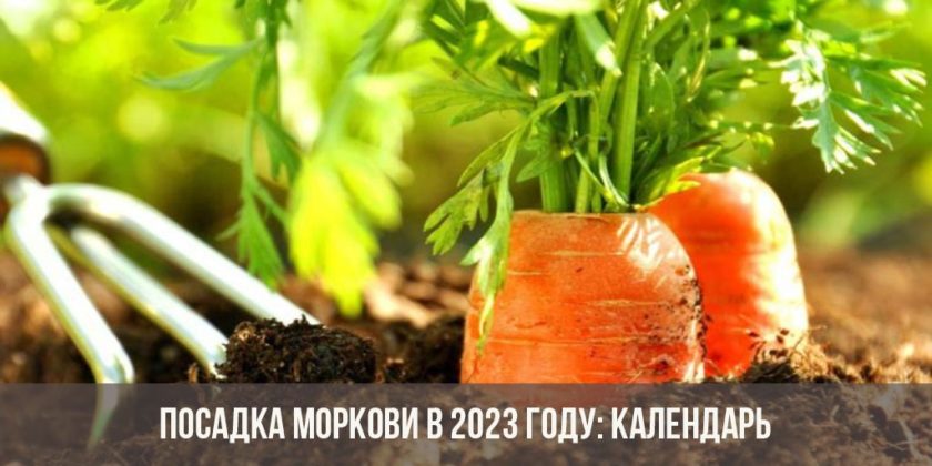 Посадка моркови в 2023 году: календарь