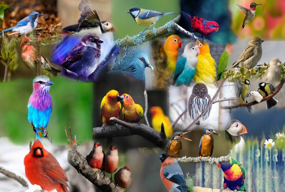 Международный День птиц