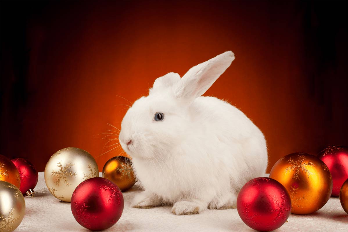 белый кролик около новогодних игрушек