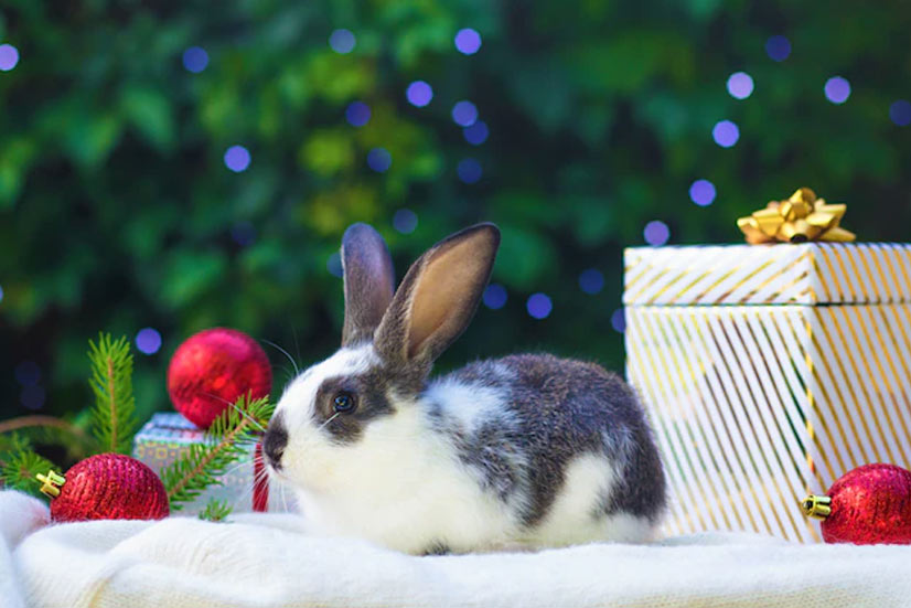 кролик новогодний