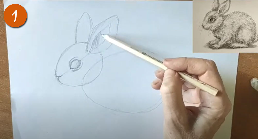 Как рисовать реалистичного Кролика (Зайчика) на Новый Год 2023 - шаг 1