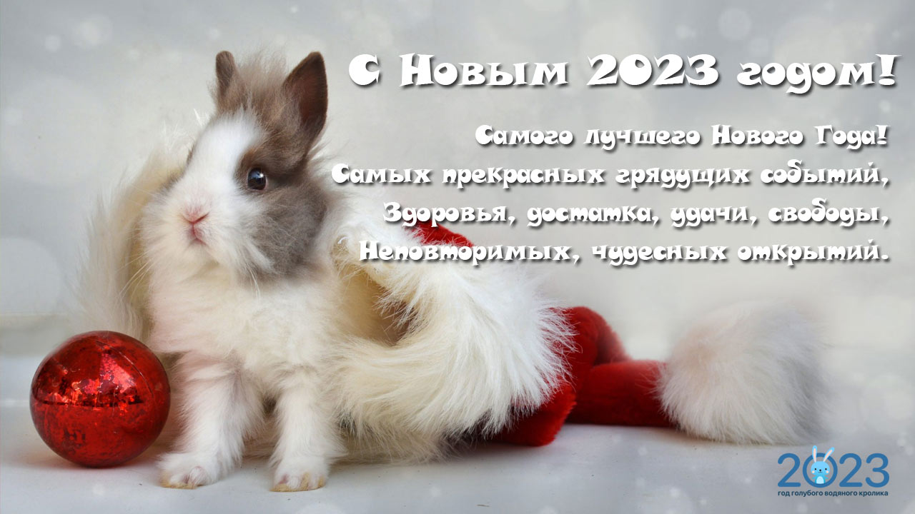 новогодние смс поздравления 2023 короткие про кролика